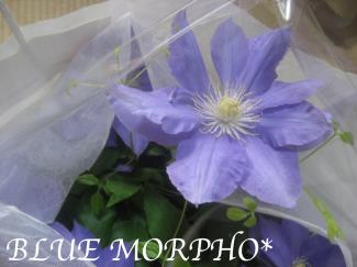 bluemorpho.mothersday.2011.5.8.3