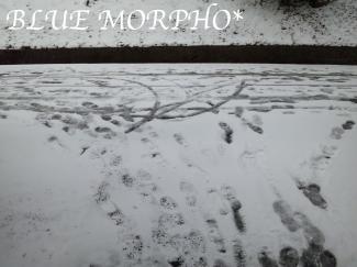 bluemorpho.2011.1.18.2