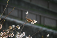 櫻と雀