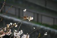 櫻と雀