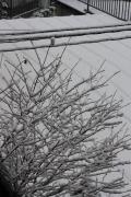 snow+005_convert_20110211104320.jpg
