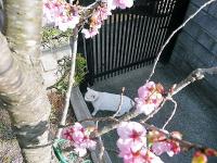 3.25おたふく桜